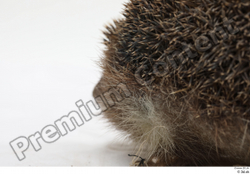  Hedgehog - Erinaceus europaeus # 3 